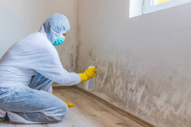 Black mold inspection in Millwood