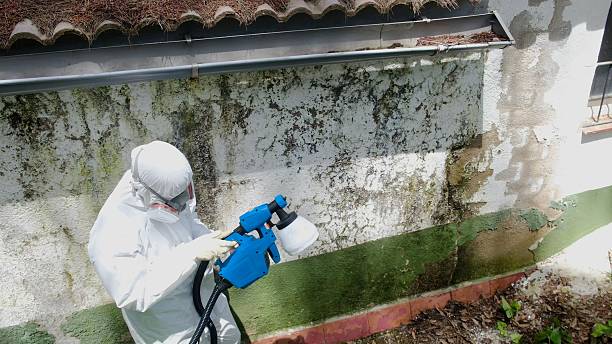 Mold Removal service in Millwood